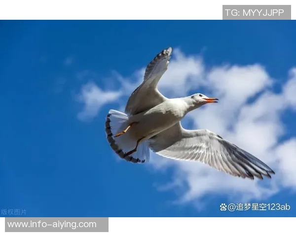 诺维茨基对弗拉格的寄语：无论结果如何都要保持积极心态继续前行